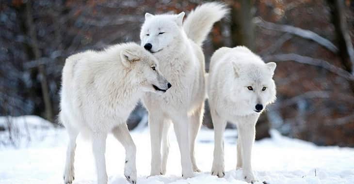 Вы Арктический волк.