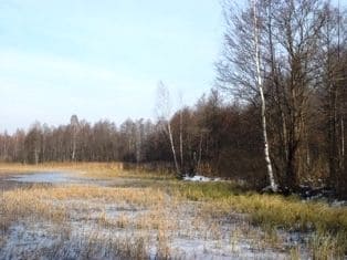 Ноябрьский лес – скоро зима…